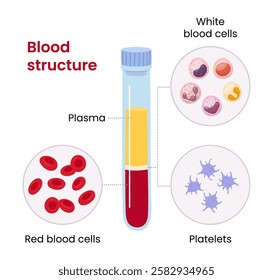 Vector illustration of a test tube filled with blood, showing composition and structure as well as immune cells, plasma and red blood cells