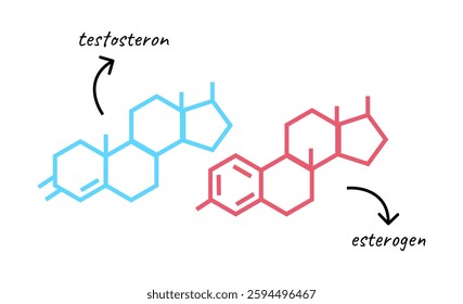 A vector illustration of testosterone and estrogen molecular structures. The blue represents testosterone, while the red represents estrogen. Perfect for medical, scientific, and educational designs.