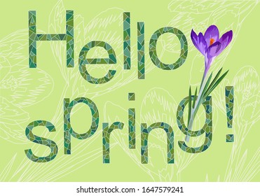 Vector illustration with text Hello spring with crocus flower