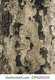 Vector illustration of the texture of the bark of an oriental plane tree or Platanus orientalis in Latin. Natural military background.