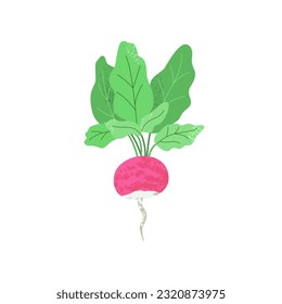 Vector illustration with texture of pink radish with green tops. Сoncept of seasonal regional vegetables from a farm or from a garden bed.