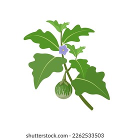 Ilustración vectorial, berenjena tailandesa o Solanum melongena, aislada sobre fondo blanco.