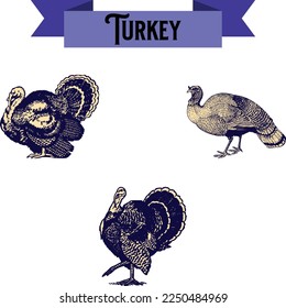 Vector illustration of a thanksgiving turkey.