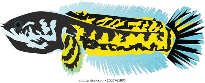 vector illustration that I made about channa fish with such beautiful colors to look at with such nice illustrations and this includes ornamental fish