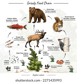 Vector illustration that showing about grizzly bear food web, food chain or trophic level with explanation.
Can be used for topics like biology, zoology, poster.