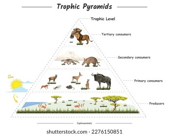 Vector illustration that showing about trophic pyramid, food web, food chain or trophic level in savannah.
Can be used for topics like biology, zoology, poster.