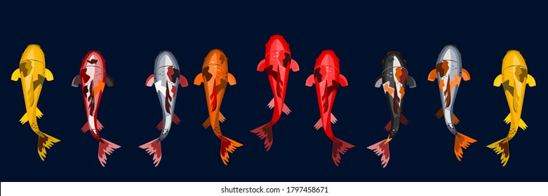 Vector illustration. There are 9 koi fish. There are gold, red, orange, isolated on a black background.Banner for website.