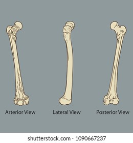 Vector illustration of thigh bone anatomy medical vector