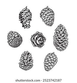 Vector Illustration of In this image I can see few pine cones and a flower. The image is in black and white.