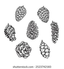 Vector Illustration of In this image we can see a sketch of pine cones.