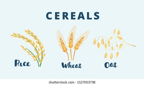 Сartoon Vector Illustration Of Thre Type O Cereal. Rice, Wheat, Oat Ears On White Background.