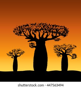 vector illustration three baobabs at sunset or sunrise