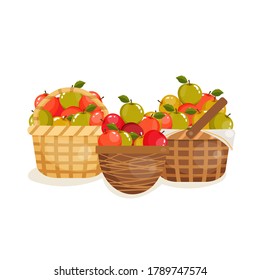 Vector illustration of three baskets full of picked apples. Orchard time