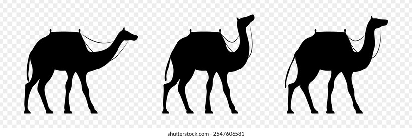 Vector illustration of three camels silhouette on transparent background