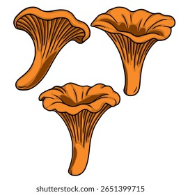 A vector illustration of three chanterelle mushrooms, depicted in a vibrant orange hue with detailed gills and a smooth stem, showcasing their unique funnel shape.