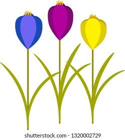 Vector illustration of three crocus flowers