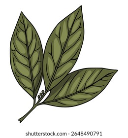 Vector illustration of three detailed olive-green leaves with visible veins and small buds on a stem, isolated on white background.