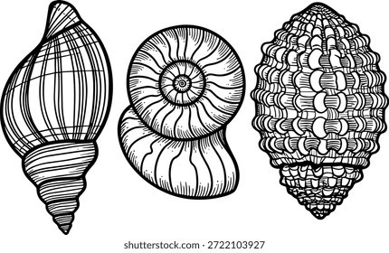Ilustración vectorial de tres conchas marinas detalladas con texturas únicas Ilustración vectorial de tres conchas marinas detalladas con texturas únicas