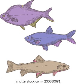 Vector illustration with three different colorful blue, brown, violet fishes. Carp, trout and bream