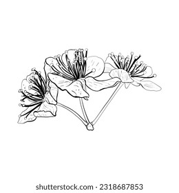 Vector illustration of three flowers of cherry, sakura, apple, plum, wild cherry plum, bird cherry. Realistic black outline of petals and stems, graphic drawing. For cards, composition, print, sticker