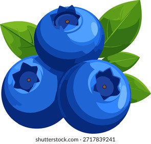 Ilustración vectorial de tres arándanos frescos con hojas verdes. Bayas de superalimento orgánico aislado para una alimentación saludable y el diseño de alimentos.