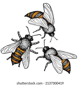 Vector illustration of three graphic linear bees