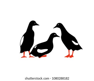 Vector illustration of three hand drawn black guillemots. Beautiful animal design elements, ink drawing.