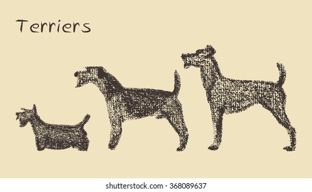 Vector illustration of three hand drawn terrier dogs. Cute characters, hand drawn with chalk, made in vector.