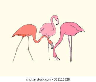 Vector illustration of three hand drawn graceful flamingos. Beautiful ink drawing.