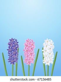 vector illustration of three hyacinth flowers in pink white and blue on blue background in eps10 format