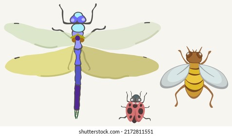 Vector illustration of three insects, dragonfly, ladybird and bee on light background.