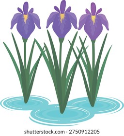 Vector illustration of three irises growing in water
