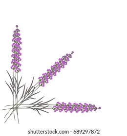 vector illustration of three lavender flowers on white background.