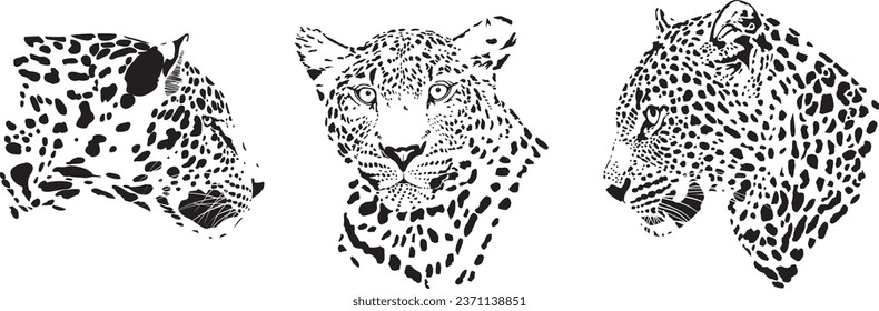 Vector illustration of three leopard heads, Felis pardus