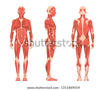 Vector illustration of three men. Cartoon realistic people illustartion. Flat young man. Front view man, Side view man, Back side view man. Anatomy of male muscular system.