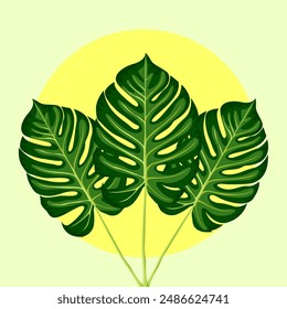 Ilustración vectorial de tres hojas de monstera para la decoración de la pared de la habitación