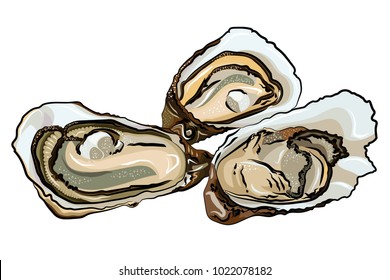 A vector illustration of three opened oysters with pearls inside, isolated on a white background