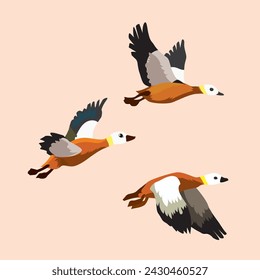 Vector illustration of three orange ducks flying drawn in a realistic style