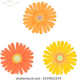 Vector illustration of three orange gerbera flowers yellow