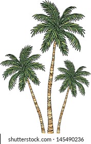 Vector illustration of three palm trees