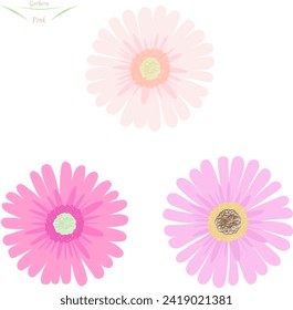 Vector illustration of three pink gerbera flowers yellow