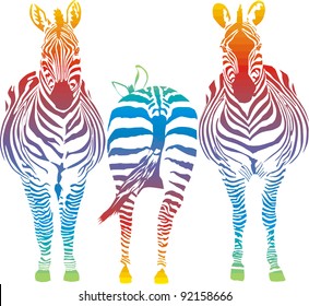 vector illustration of three rainbow in the zebra