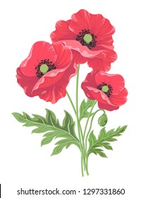 Vector illustration of three red poppies isolated on white background. Floral Botanical illustration for decor design or holiday greeting template-vector.
