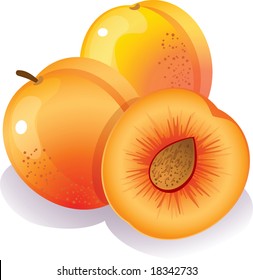 Ilustración vectorial - Tres duraderos