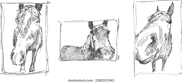 A vector illustration of three sketched horses in black ink on white. Hand drawn illustration