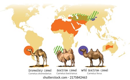 Vector illustration of three species of camels: Dromedary, Bactrian and Wild Bactrian camel. Cartoon style.