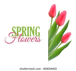 Vector illustration: three tulips on a white background with space for text.