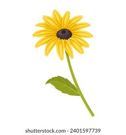 Vector illustration, Thunbergia alata, commonly called black-eyed Susan vine, isolated on white background.