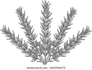 Vector illustration of a Thyme branch with tiny leaves. Hand drawn botanical linear sketch for herbal, culinary, garden, and aromatherapy projects. Outline drawing of kitchen herb for menu design