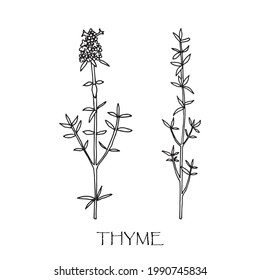 Vector illustration of thyme. Doodle sketch. 